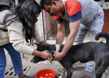 Daily News Reel - Street Dogs Get Care from Lady