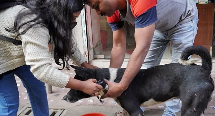 Daily News Reel - Street Dogs Get Care from Lady