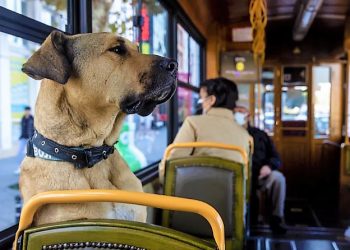 Daily News Reel - Boji Daily Passenger Dog of Istanbul