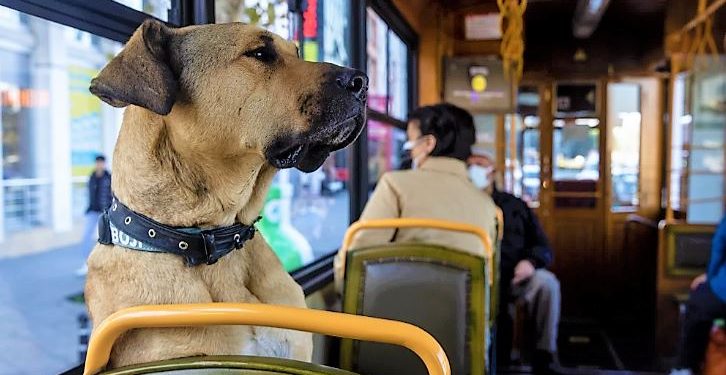 Daily News Reel - Boji Daily Passenger Dog of Istanbul