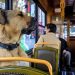 Daily News Reel - Boji Daily Passenger Dog of Istanbul