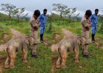Daily News Reel - Little elephant hugged forest worker with gratitude
