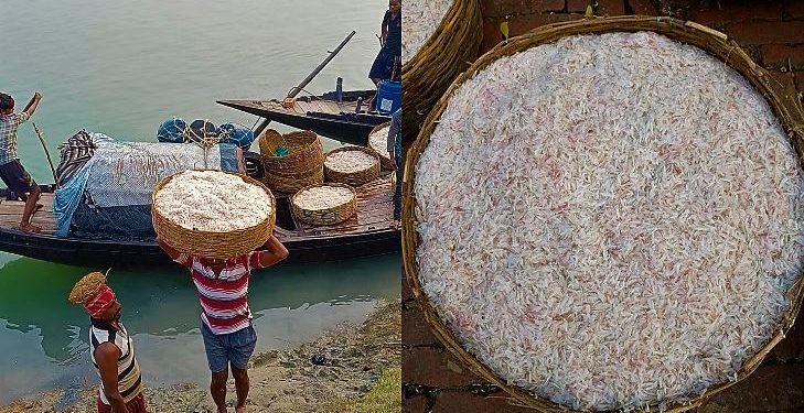 Daily News Reel - Phul Chingri of Sundarban