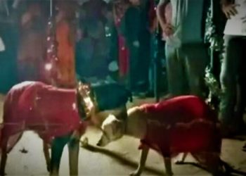 Daily News Reel - 400 People Invited at Dog Wedding