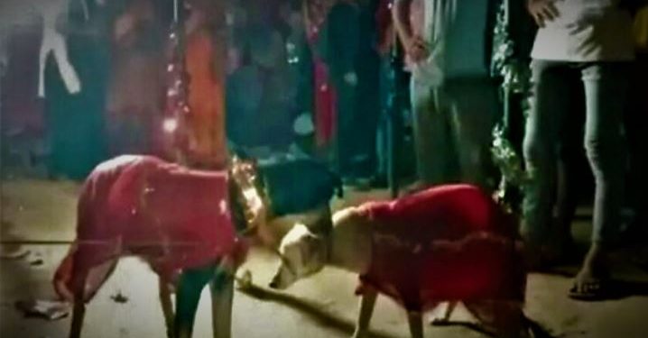 Daily News Reel - 400 People Invited at Dog Wedding