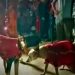 Daily News Reel - 400 People Invited at Dog Wedding