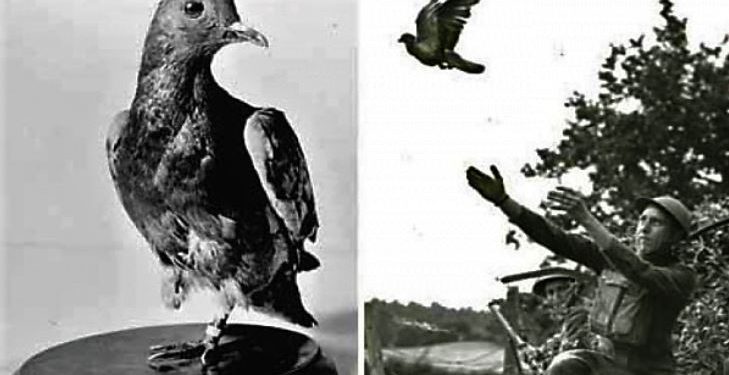 Daily News Reel - Cher Ami Pigeon Saved Lives in First World War