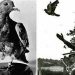 Daily News Reel - Cher Ami Pigeon Saved Lives in First World War