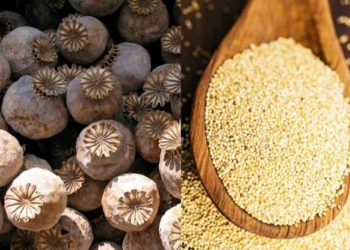 Daily News Reel - Importance of Poppy Seeds Feature