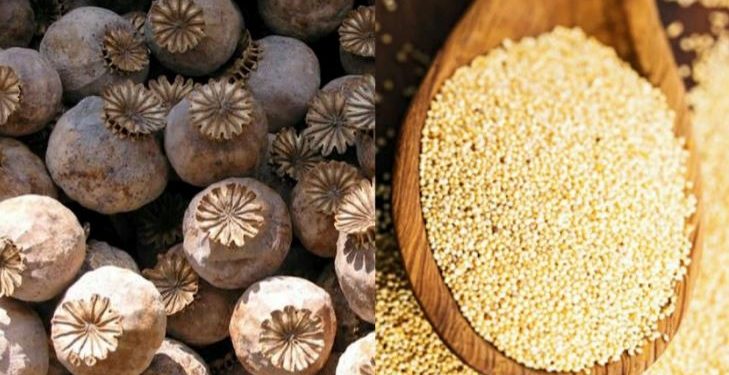 Daily News Reel - Importance of Poppy Seeds Feature