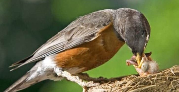 Daily News Reel - This Birds Feed Water their Baby by Soaking Feather