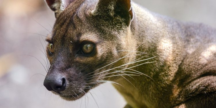 Daily News Reel - Fossa Animal Feature