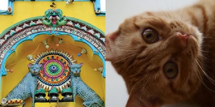 বাহন নয়, ভারতের এই মন্দিরে বেড়ালই দেবী!