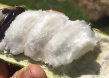 Daily News Reel - Miracle Tree will Bring Green Revolution-min