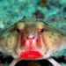 Daily News Reel - Red Lipped Bat Fish
