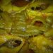 Daily News Reel - Shapla Ilish Ghanta Recipe