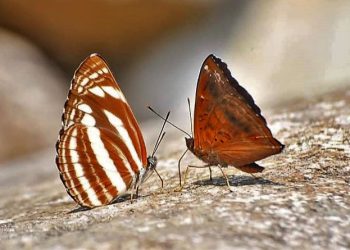 Daily News Reel - Butterfly valley pf West Bengal