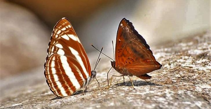Daily News Reel - Butterfly valley pf West Bengal