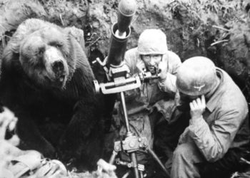 How Wojtek Bear Became a Warrior