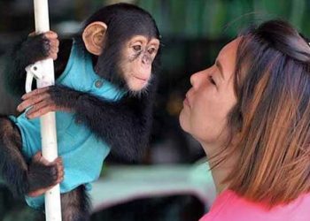 Daily News Reel - Intelligence of Animals Special Story