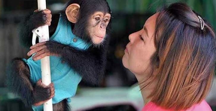 Daily News Reel - Intelligence of Animals Special Story