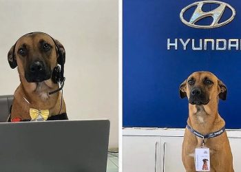 Daily News Reel - Stray Dog Got Job at Hyundai Showroom
