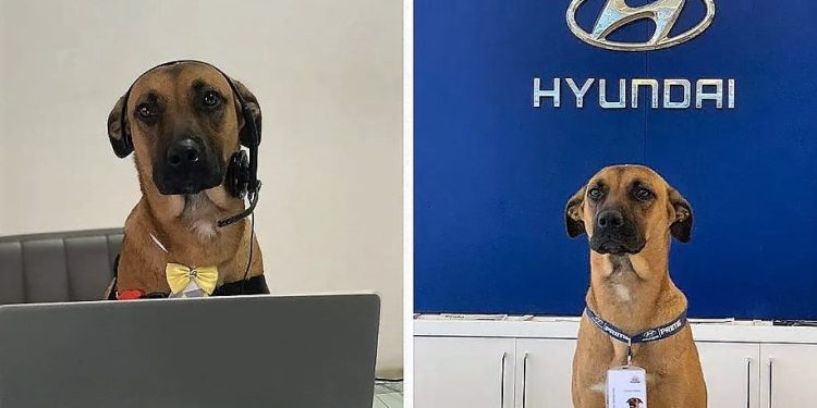 Daily News Reel - Stray Dog Got Job at Hyundai Showroom