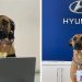 Daily News Reel - Stray Dog Got Job at Hyundai Showroom