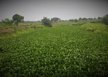 Daily News Reel - Bidyadhari River Feature