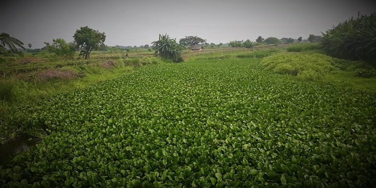 Daily News Reel - Bidyadhari River Feature