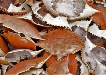 Daily News Reel - Eco Friendly Battery will Made by Crab Shell