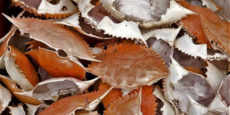 Daily News Reel - Eco Friendly Battery will Made by Crab Shell