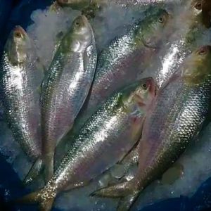 Daily News Reel - How to Check Hilsa before Buying in Puja