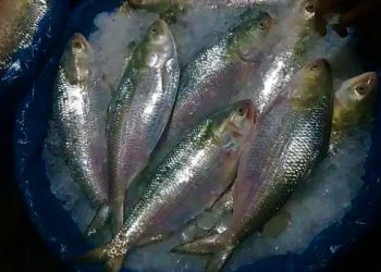 Daily News Reel - How to Check Hilsa before Buying in Puja
