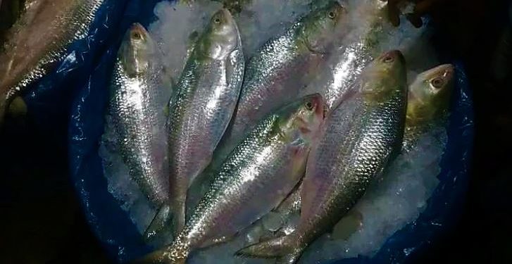 Daily News Reel - How to Check Hilsa before Buying in Puja