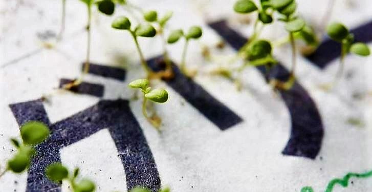 Daily News Reel - Tree will Grow Up from Newspaper