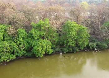 Debagram Forest Feature