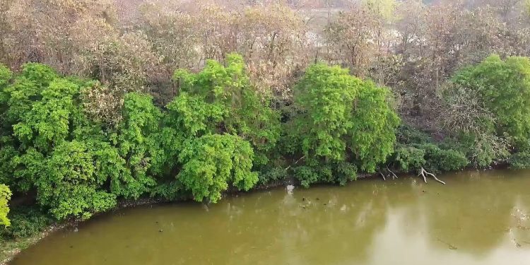 Debagram Forest Feature