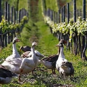 Daily News Reel - Ducks Protect Vineyard in South Africa