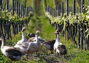 Daily News Reel - Ducks Protect Vineyard in South Africa
