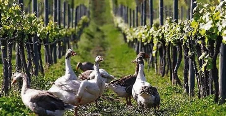 Daily News Reel - Ducks Protect Vineyard in South Africa