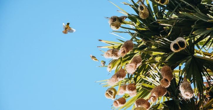 Daily News Reel - Farmer Buys Tree to Save Babui Birds