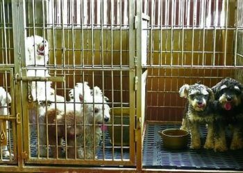 Daily News Reel - Man Converts Hobby into Business by Opening Dog Farm