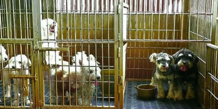 Daily News Reel - Man Converts Hobby into Business by Opening Dog Farm