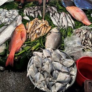 Daily News Reel - Padua Fish Market Feature