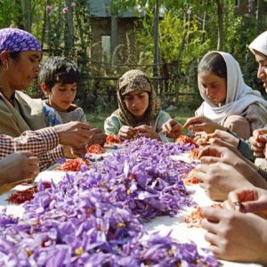 Daily News Reel - Saffron Festival in Kashmir
