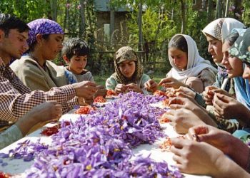 Daily News Reel - Saffron Festival in Kashmir