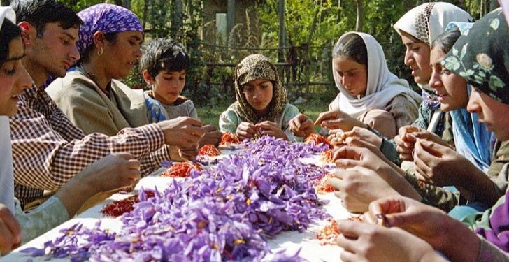 Daily News Reel - Saffron Festival in Kashmir