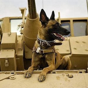 Daily News Reel - Two Neighboring Countries Fight for Dog