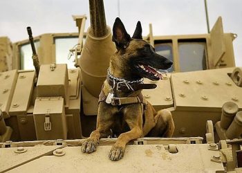 Daily News Reel - Two Neighboring Countries Fight for Dog